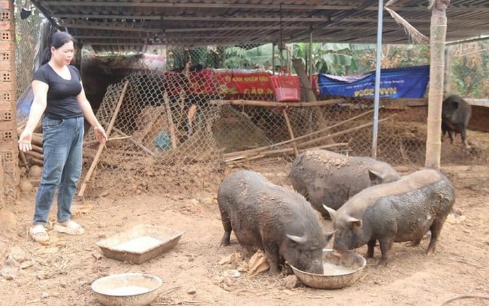 Krông Bông, Đắk Lắk: Hội viên tự chủ kinh tế nhờ được hỗ trợ khởi nghiệp- Ảnh 2.