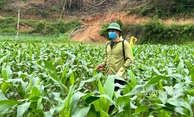 Người dân xã An Sơn, huyện Văn Quan phun thuốc phòng trừ sâu bệnh hại trên cây ngô (ảnh chụp ngày 30/4/2025)