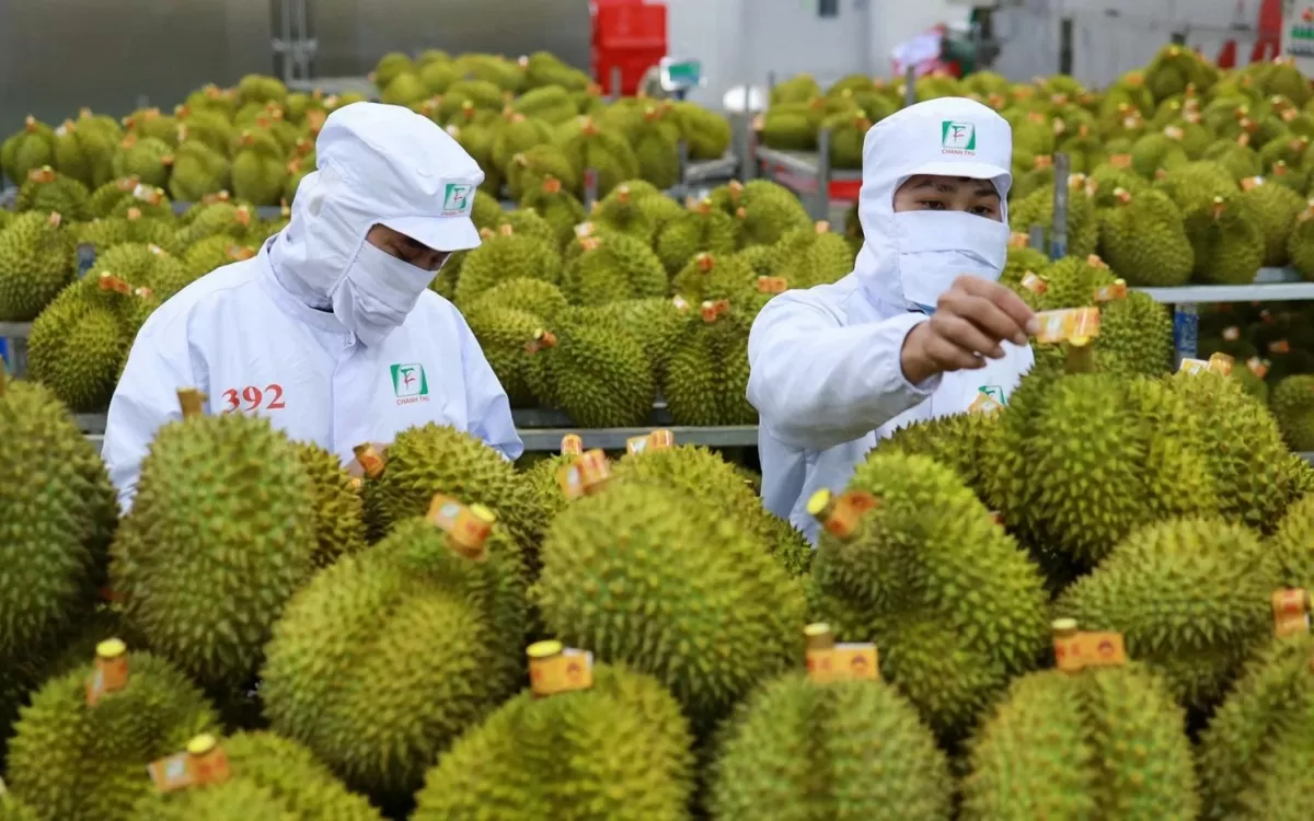Tin Công Thương 8/5: Chuẩn hóa chất lượng để giữ đà tăng trưởng xuất khẩu rau quả