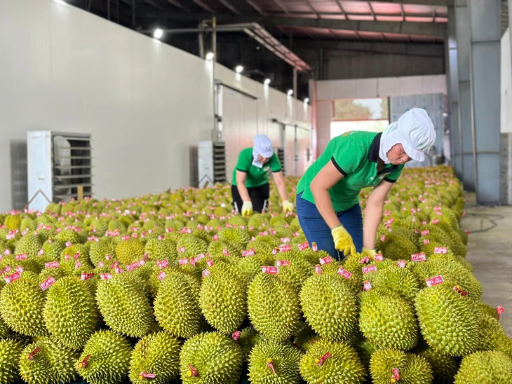 Sầu riêng xuất khẩu sang Trung Quốc giảm sâu, Bộ trưởng Đỗ Đức Duy chỉ đạo loạt giải pháp - Ảnh 2.
