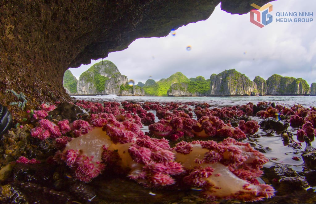 San hô đỏ trên vịnh Hạ Long. Ảnh: Khánh Giang