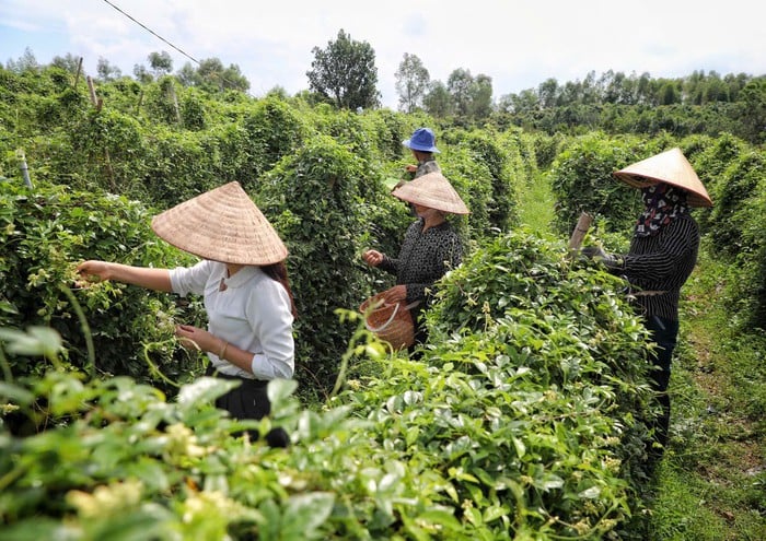 Nữ giám đốc khởi nghiệp từ "cây giữ nhà" - Ảnh 2.