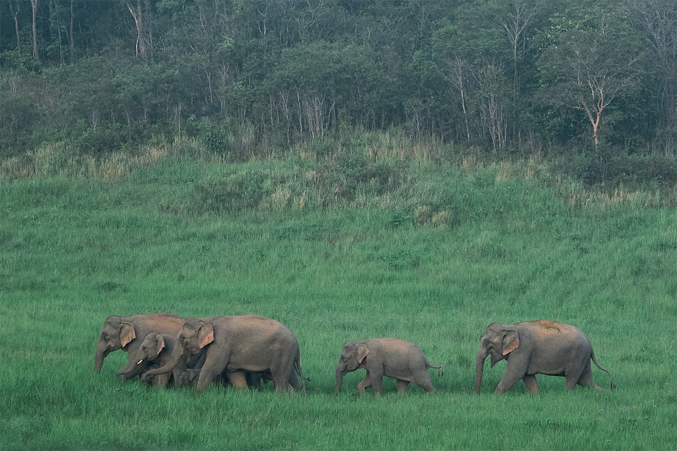 dia-diem-du-lich-khao-yai-thai-lan-5.png