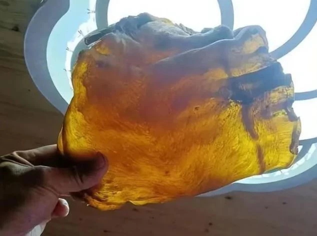 Dọn nhà nhặt được bong bóng cá khô, ai ngờ là báu vật tiền tỷ Don nha nhat duoc bong bong ca kho, ai ngo la bau vat tien ty