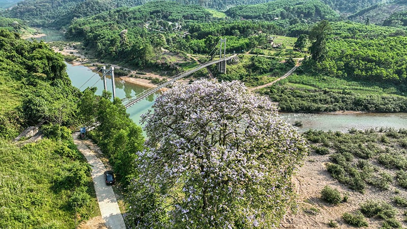 ដើម Lagerstroemia បុរាណបានក្លាយទៅជានិមិត្តរូបនៃភាពជាប់បានយូរ និងទំនាក់ទំនងរវាងមនុស្ស និងធម្មជាតិ។