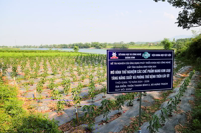 xây dựng mô hình canh tác quy mô 500m2 cho cây ngô và ớt