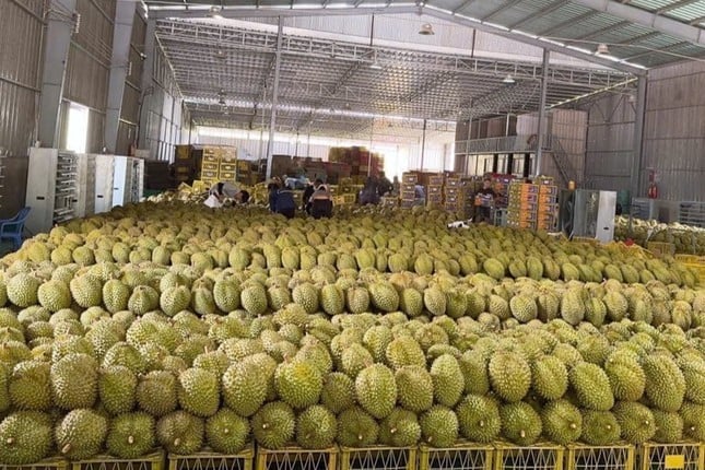 Năm 2024, sản lượng sầu riêng Lâm Đồng xuất khẩu đạt 25.518 tấn.