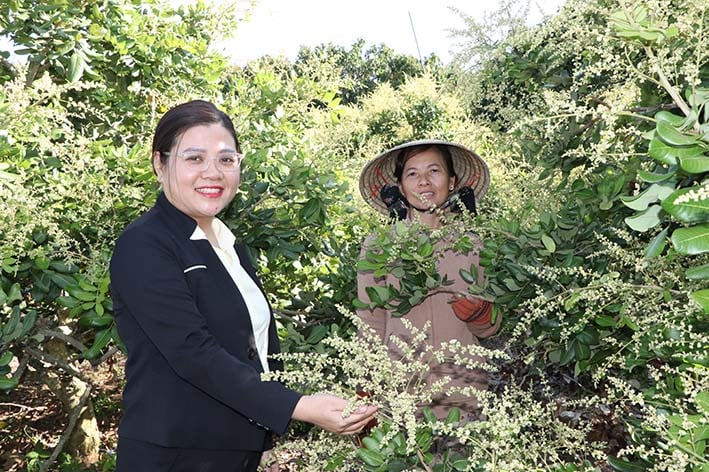 Ms. Phan Thi Ha (left cover), Director of Binh Chau People's Credit Fund, learns about the longan growing model of Ms. Le Thi Kieu in Phu Quy hamlet, Hoa Hiep commune, Xuyen Moc district.