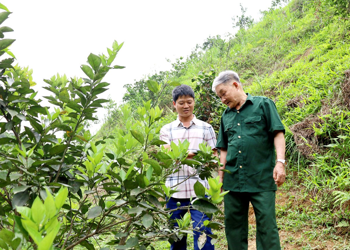 Vườn cam trồng mới được ông Trần Quang Kỳ chăm sóc cẩn thận, bắt đầu bói quả.