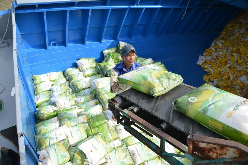 Sản xuất lúa gạo để xuất khẩu. Ảnh: Vietnam+