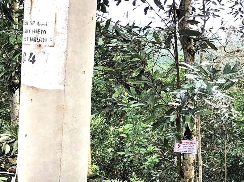 Bảo đảm an toàn điện trong mùa thu hoạch quế ảnh 1