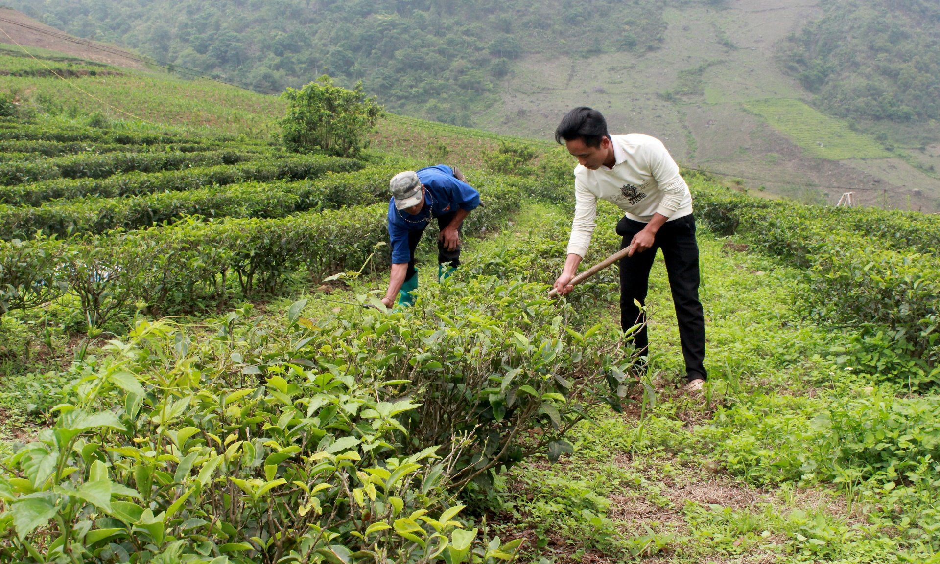 Nông dân xã Tà Mung làm cỏ chè thay vì phun thuốc diệt cỏ như trước đây.