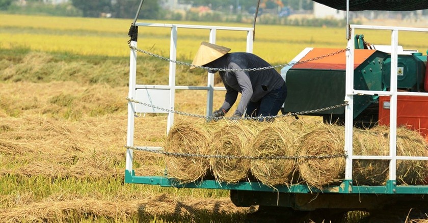 Le portail d'information électronique du quartier de Tu Ha, ville de Huong Tra, recommande aux agriculteurs de contacter la coopérative agricole ou le propriétaire de la machine à rouler la paille pour la collecte. (Photo de l'article : Tam Bay)