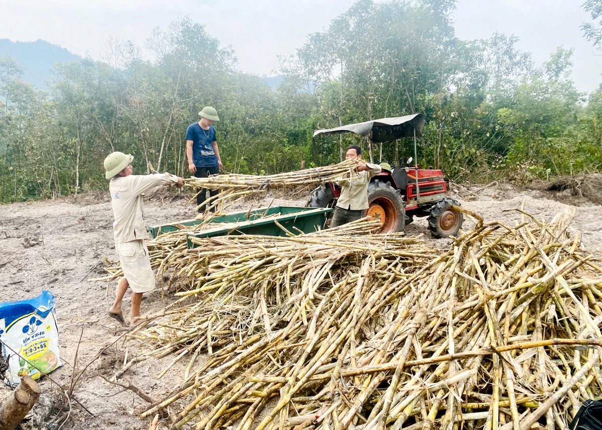 Người dân xã Ngọc Linh (Vị Xuyên) thu hoạch mía.
