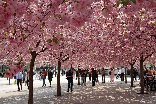 kungstradgarden-park-is-a-green-city-in-the-middle.webp