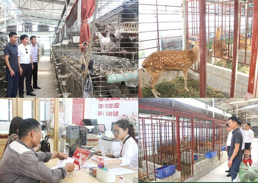 Gia đình anh Khương Chi Định, hội viên Hội Nông dân xã Dân Quyền, huyện Triệu Sơn được vay vốn của Agribank Triệu Sơn đầu tư phát triển kinh tế hiệu quả