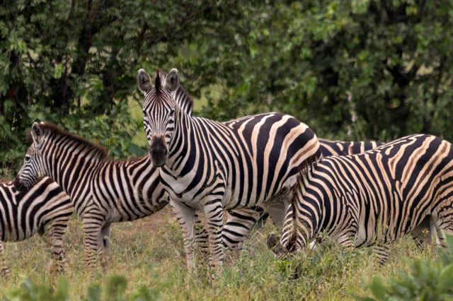 ngua-van-kruger.webp