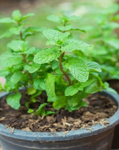 Bất ngờ với loại lá gia vị giúp chống muỗi hiệu quả ngày hè làm nguyên liệu của nhiều món ngon giải nhiệt nắng nóng- Ảnh 2.