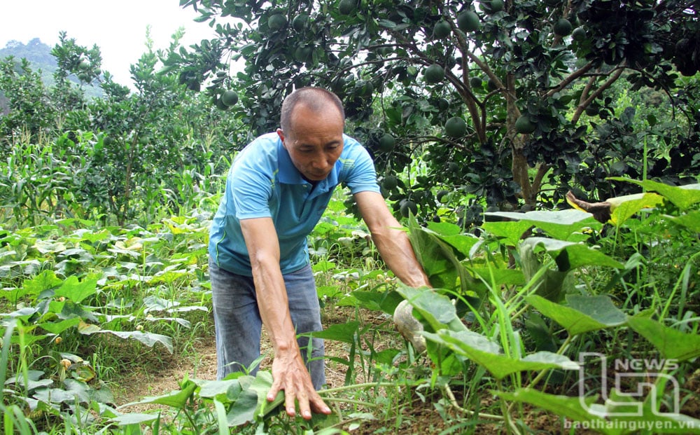 Intercropping pumpkins in the grapefruit garden has helped Mr. Nguyen Van Ton's family (in La Dong hamlet, Trang Xa commune, Vo Nhai) maintain their annual income.