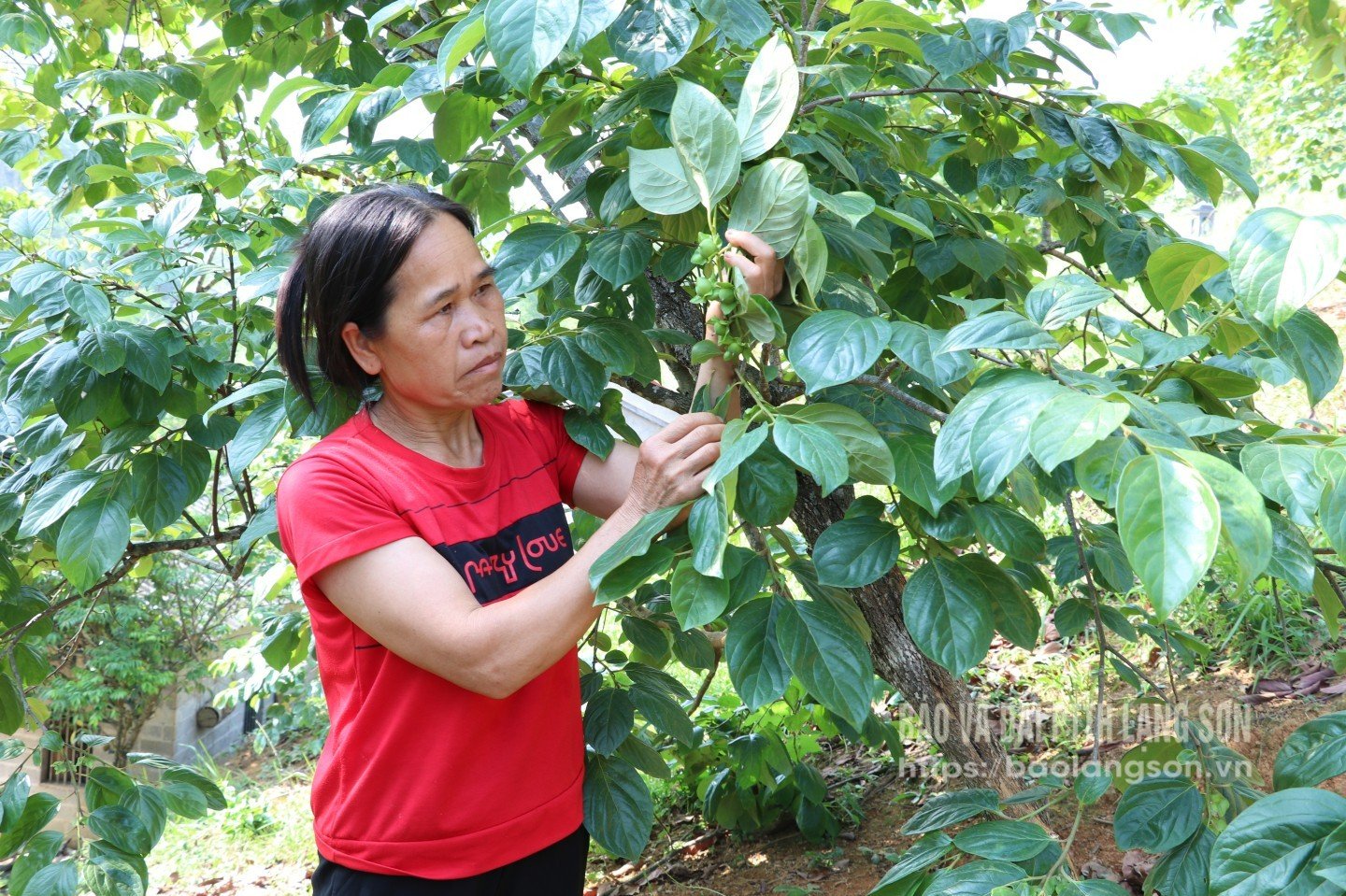 Người dân thôn Pò Pheo, xã Hoàng Việt phát triển mô hình trồng hồng Vành khuyên từ nguồn vốn vay ưu đãi của Ngân hàng Chính sách xã hội 