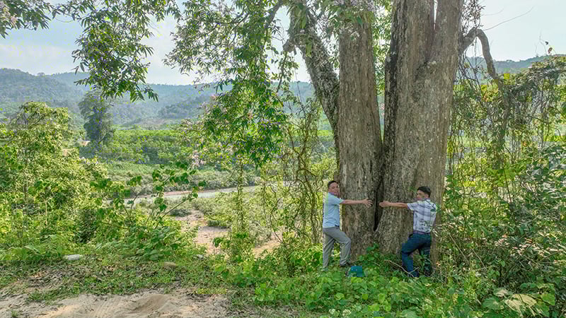 គល់​ឈើ​មាន​អង្កត់ផ្ចិត​ប្រហែល ២​ម ជា​កន្លែង​សម្រាប់​អ្នក​ស្រុក និង​ភ្ញៀវ​ទេសចរ​សម្រាក​។