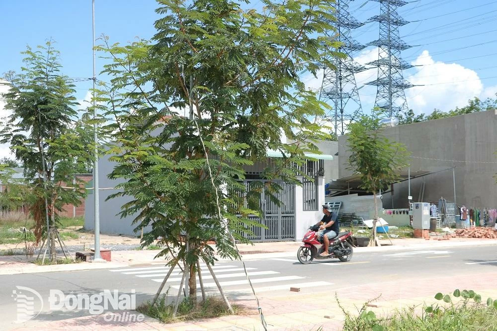 Dây điện tạm được treo vắt vẻo trên cây để đấu nối vào nhà dân phục vụ nhu cầu sinh hoạt. Ảnh: Phạm Tùng