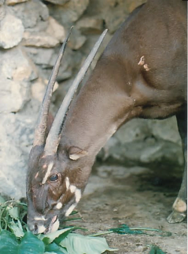 sao la - Ảnh 1.