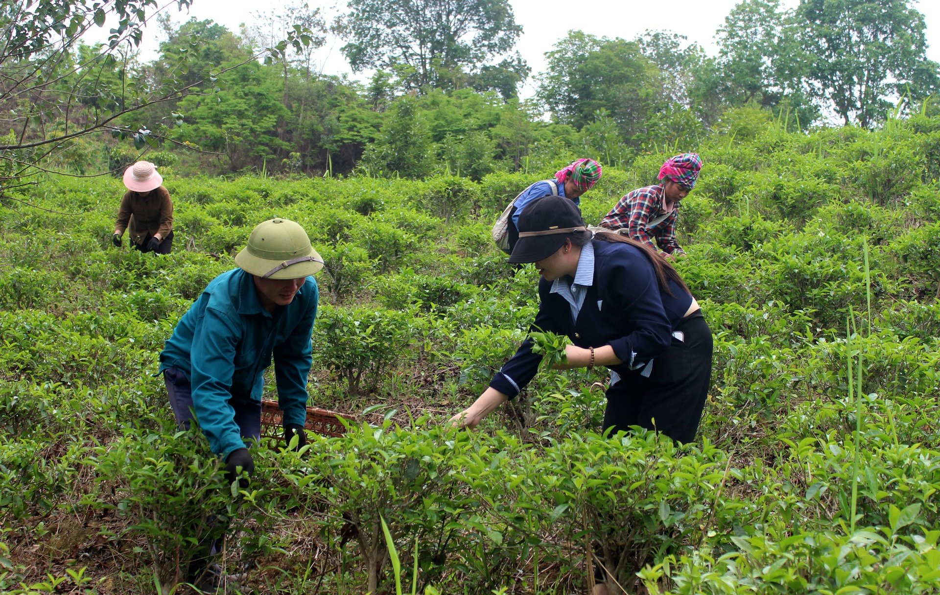 Chè đang dần là cây trồng chủ lực, góp phần nâng cao đời sống cho người dân xã Tà Hừa. 