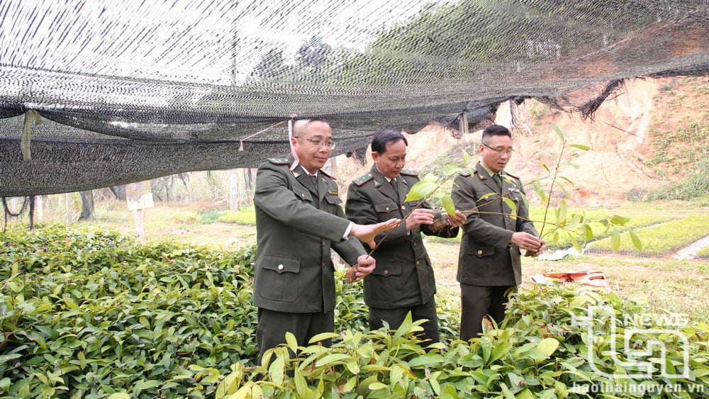 Cán bộ Hạt Kiểm lâm rừng ATK Định Hóa kiểm tra chất lượng cây giống tại vườn ươm trước khi cấp cho người dân.