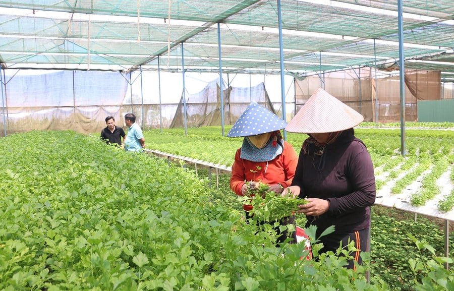 1tcong-ty-tnhh-mot-thanh-vien-huong-dat-an-phu-tien-hanh-thu-hoach-rau-duoc-canh-tac-theo-huong-thuy-canh.jpg