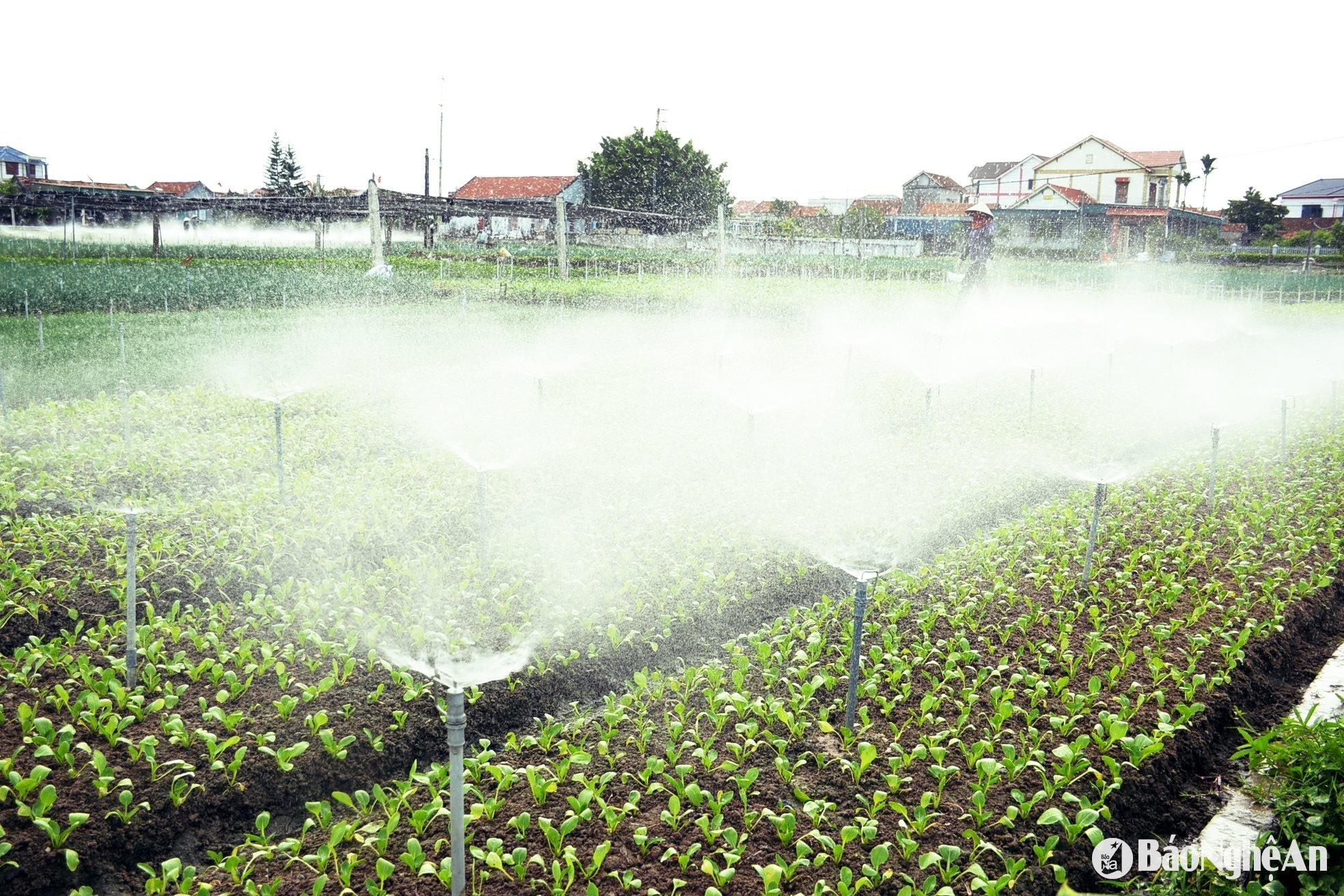 Sử dụng hệ thống tưới béc phun mưa tiết kiệm điện, nước. Anh: Xuân Hoàng