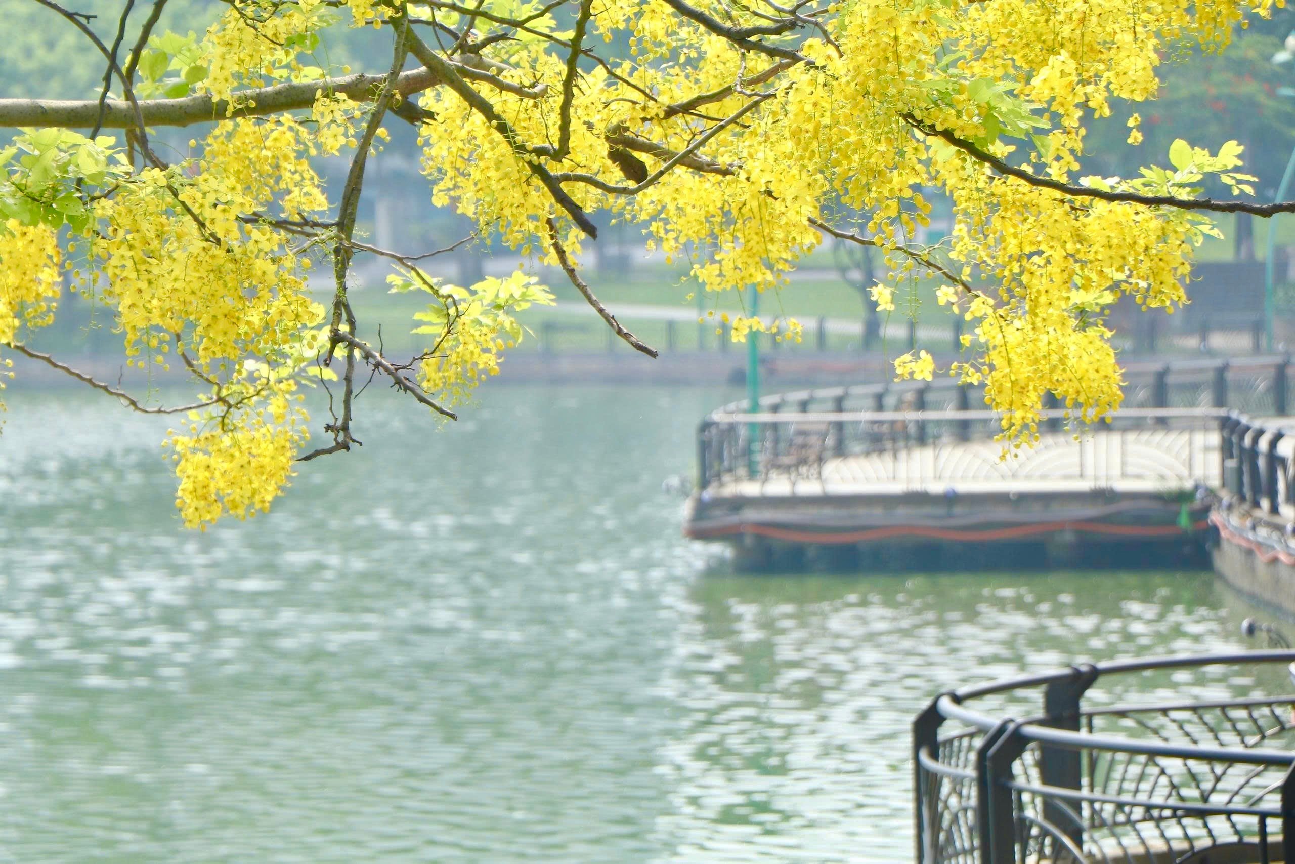 Sắc vàng nắng hè