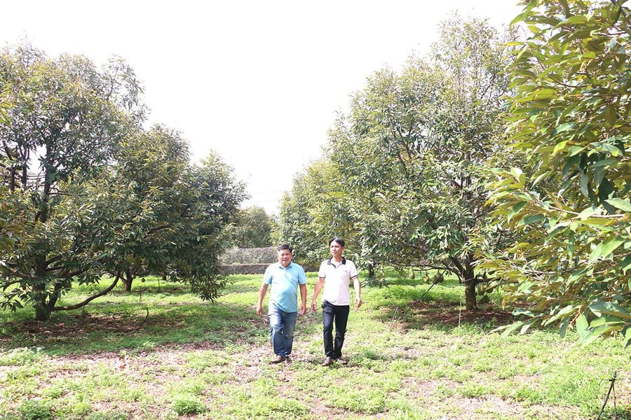 4tvuon-sau-rieng-cua-farmstay-sam-phat-ia-ly-duoc-canh-tac-theo-huong-tu-nhien-huu-co-an-toan-voi-nguoi-tieu-dung.jpg
