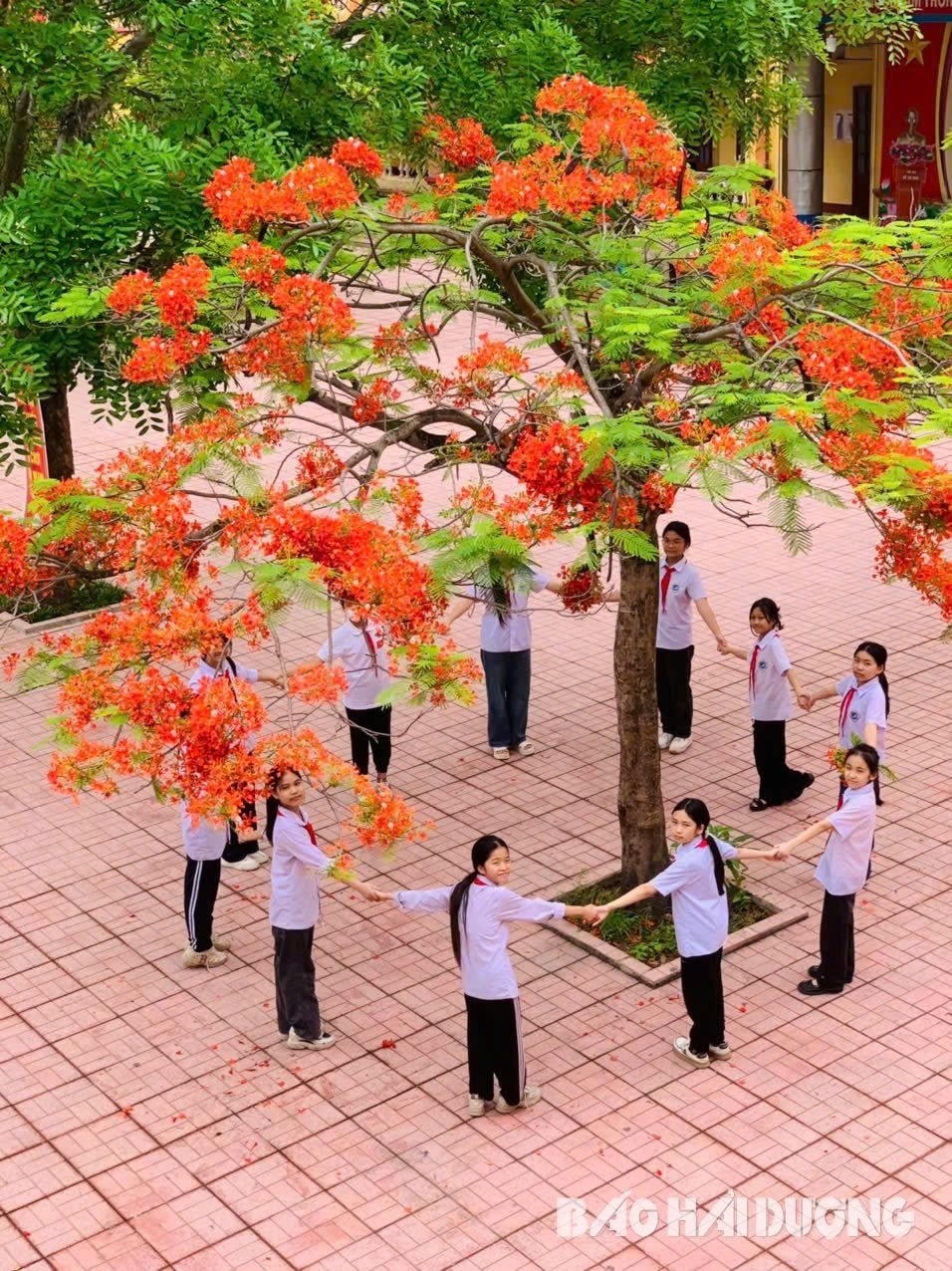 ดอกฟีนิกซ์3.jpg
