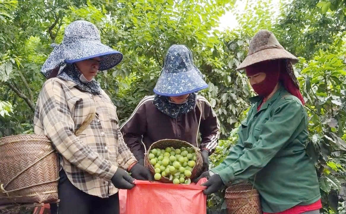 ทั้งชุมชนเจริญรุ่งเรืองเพราะ 'ชวนกัน' ปลูกพันธุ์พลัมอร่อยๆ รูปที่ 2