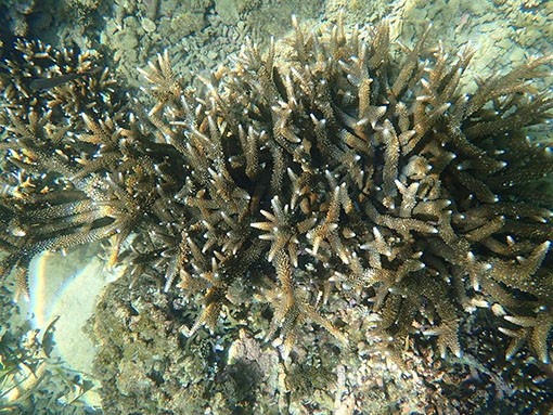 Current status of coral reefs at Hon Chong. (Photo: Nha Trang Bay Management Board)