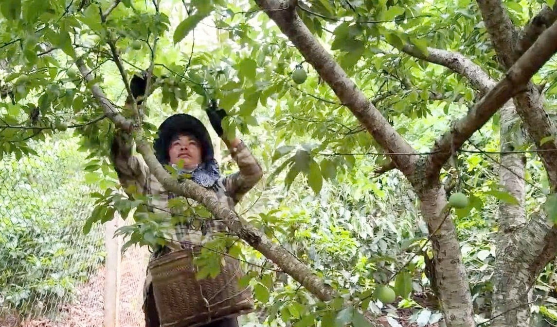 ทั้งชุมชนเจริญรุ่งเรืองเพราะ 'ชวนกัน' ปลูกพันธุ์พลัมอร่อยๆ รูปที่ 1