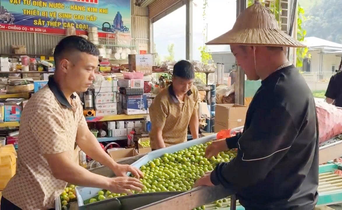 ทั้งชุมชนเจริญรุ่งเรืองเพราะ 'ชวนกัน' ปลูกพันธุ์พลัมอร่อยๆ รูปที่ 6