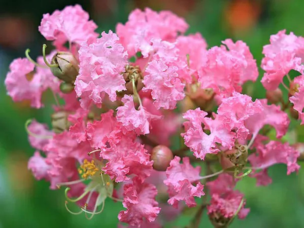 Wallflower - រឿងខ្លីដោយ Dao Nguyen Hai ។