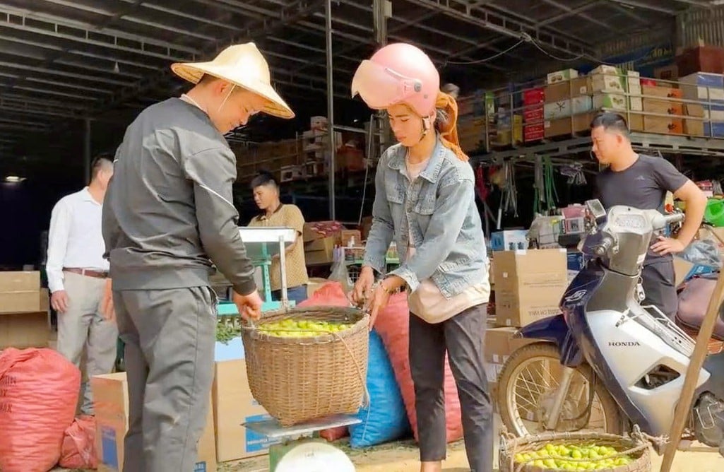 ทั้งชุมชนเจริญรุ่งเรืองเพราะ 'ชวนกัน' ปลูกพันธุ์พลัมอร่อยๆ รูปที่ 5