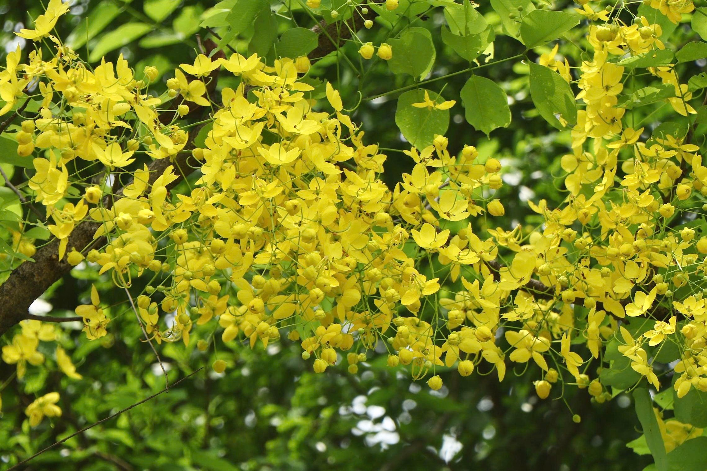 Sắc vàng nắng hè