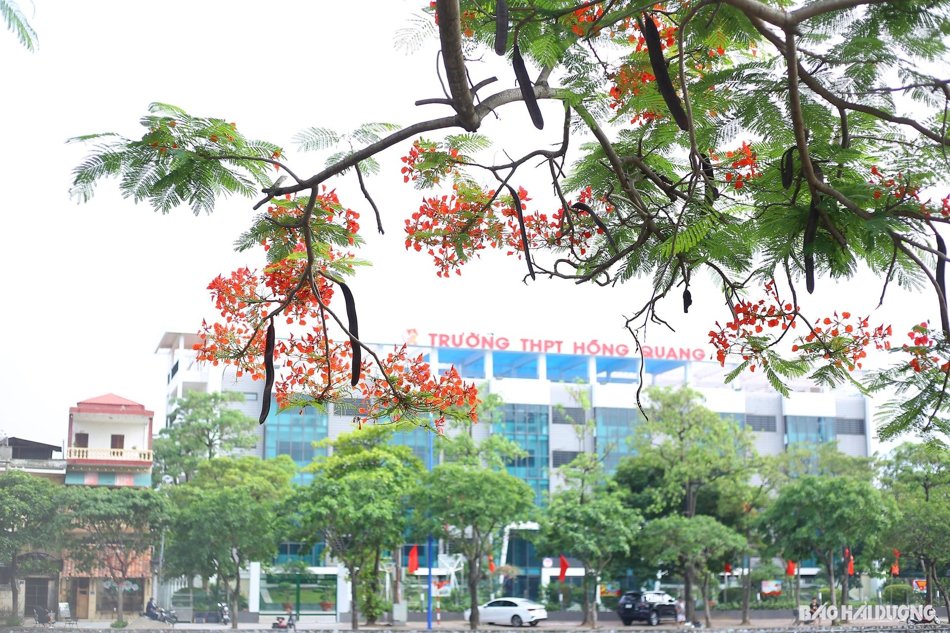 ดอกไม้-phuong16.jpg