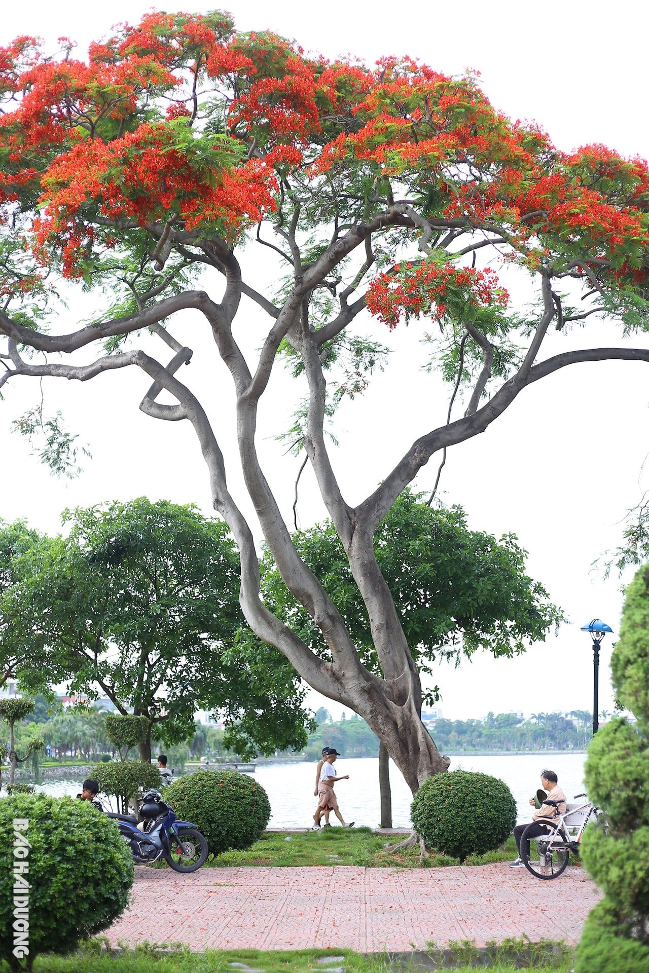 ดอกไม้-พวง15.jpg