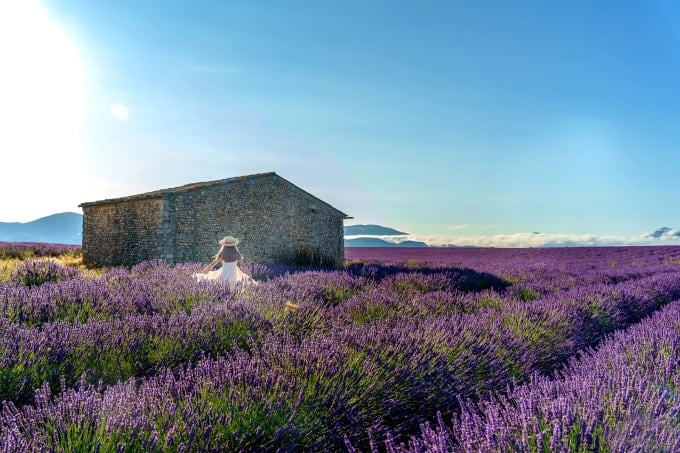 Cánh đồng hoa lavender ở Provence, Pháp. Ảnh: Lukas Nguyễn
