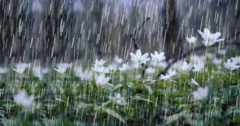 Heavy rain in the Northwest, sunny in the Central region -0