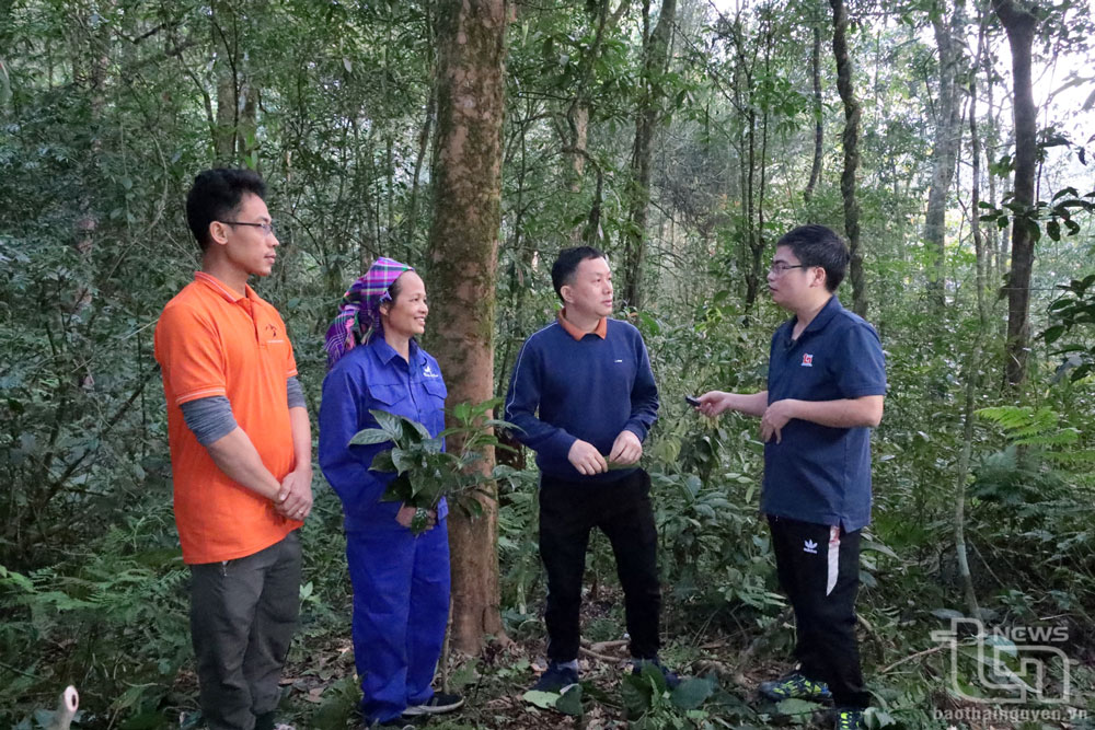 El periodista Quoc Tuan (extrema derecha) habla con científicos y artesanos del té durante un debate celebrado junto a un antiguo árbol de té en la cima de una montaña en medio de un antiguo bosque.