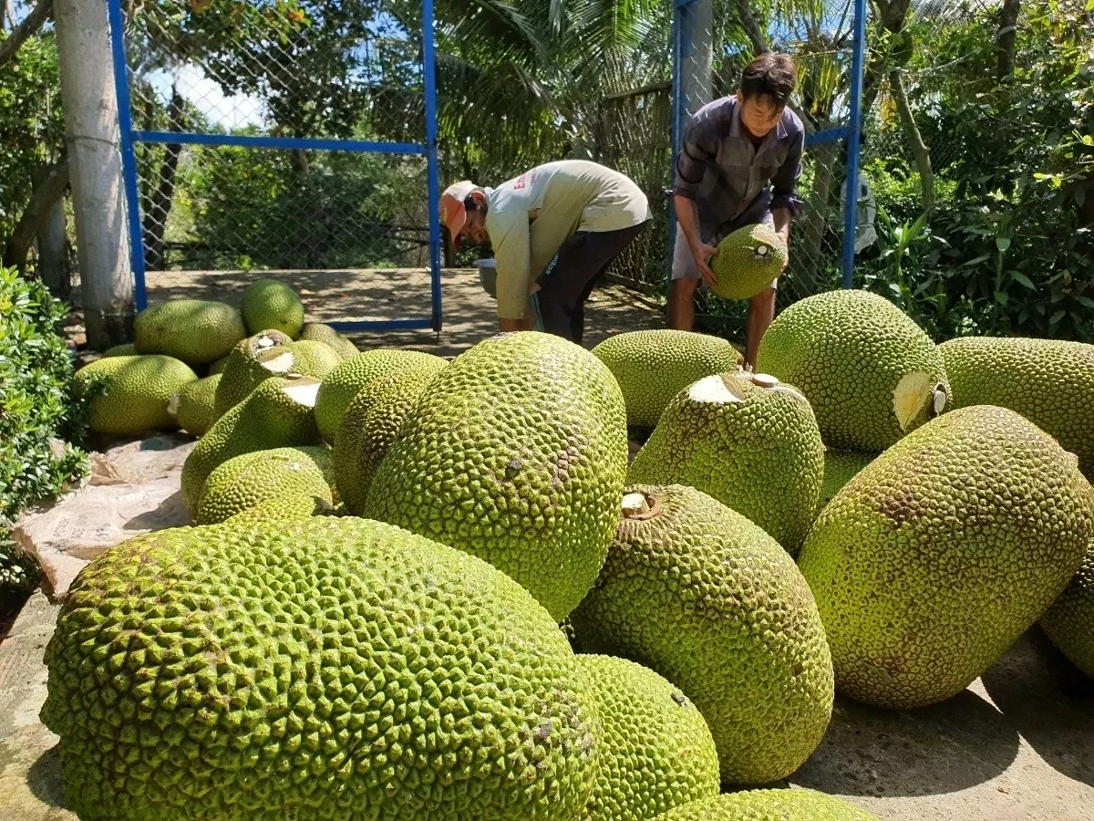 Mít miền Tây rớt giá thê thảm, đại hạ giá 1.000 đồng/kg vẫn ế
