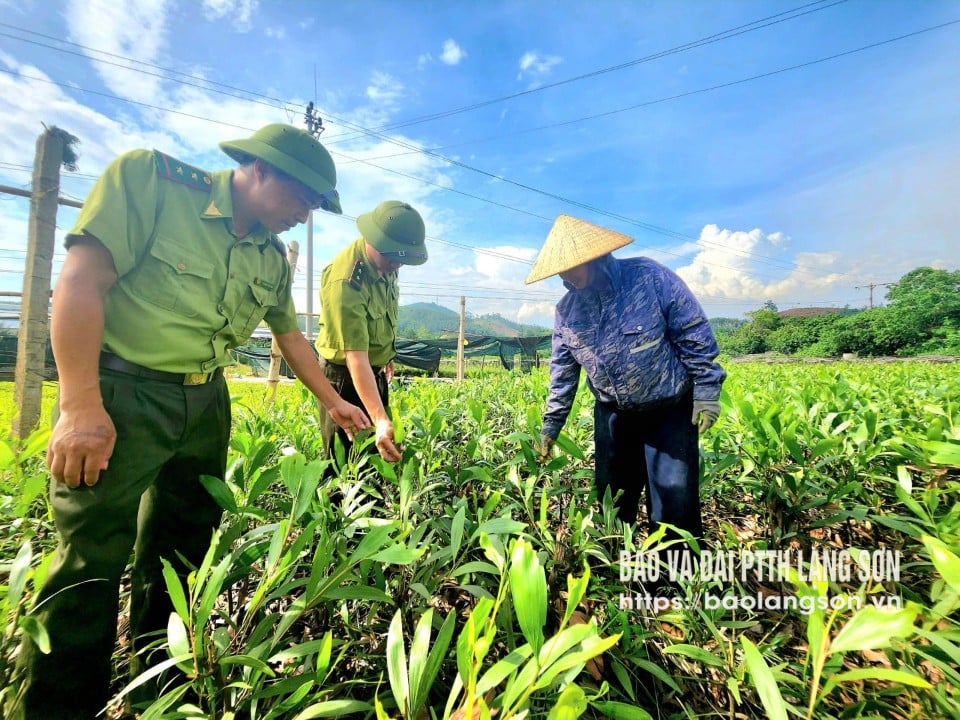 មន្ត្រី​នាយកដ្ឋាន​ការពារ​ព្រៃឈើ​ស្រុក Huu Lung ចុះ​ពិនិត្យ​សួន​អាកាស្យា​ធំ​របស់​ក្រុមហ៊ុន Dong Bac Forestry One Member Co., Ltd.