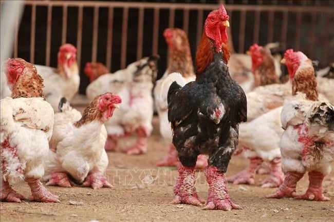 Tri thức dân gian nuôi và chế biến gà Đông Tảo là di sản văn hóa phi vật thể quốc gia - Ảnh 1.