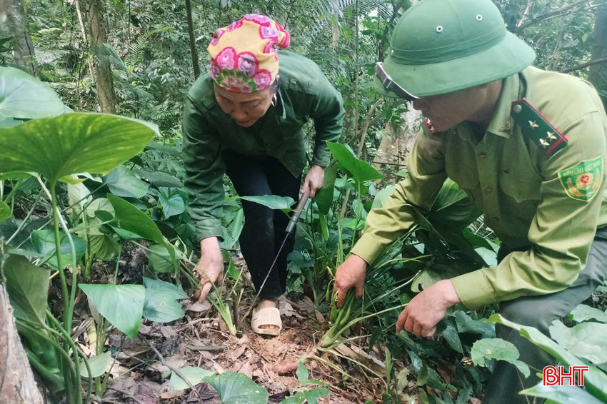 bqbht_br_cac-loai-cay-duoc-lieu-phu-kin-duoi-tan-rung-tai-sinh-vua-giup-lam-giau-he-sinh-thai-rung-va-cho-nguoi-dan-nguon-thu-nhap-tot.jpg